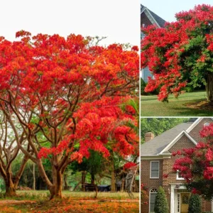 What Is The Name Of The Red Flower Tree?